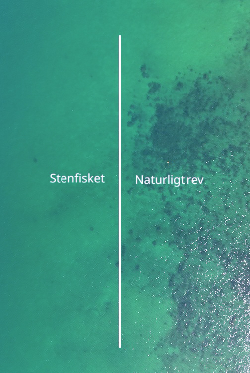 Helgenæs stenrev - stenfisket